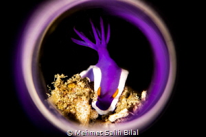 Hypselodoris bullocki. by Mehmet Salih Bilal 